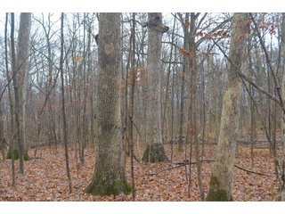 Property photo 35 - FARM AUCTION - 60.5+/- ACRES IN 5 TRACTS IN ALLEN COUNTY, INDIANA